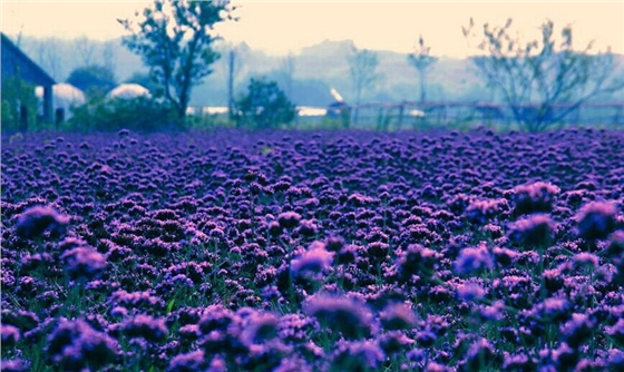 汽車音響喇叭廠在普羅旺斯 汽車音響喇叭廠在普羅旺斯